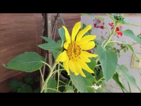 A flor de girassol e seu significados?Veja a minha flor!!