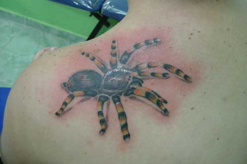 aranha tatuada com pelos